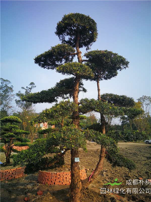 成都市-成都苗木基地直销的24公分精品罗汉松价格怎么样？